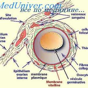 Coaja de ou. celulele germinale