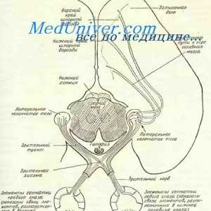 Formarea nervului ochiului embrion. Caile de la centrele vizuale ale fătului