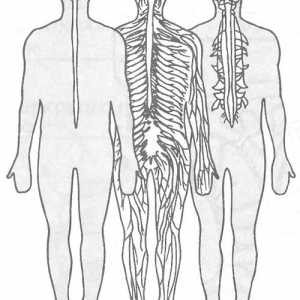 Informații generale despre măduva spinării