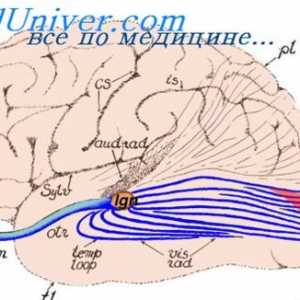 Functionarea creierului in comunicare. Aspecte senzoriale și motorii de comunicare