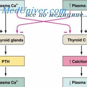 Reglementarea Hormonal a concentrației de ioni de calciu. hipoparatiroidism