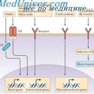 Sinteza simultană a diferitelor imunoglobuline. Celulele stem hematopoietice