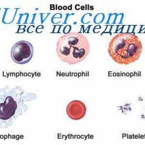 Celulele T-helper. funcții de limfokine