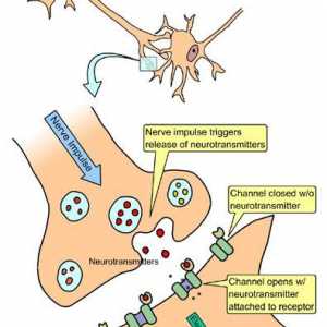 Circuitele de frânare ale sistemului nervos. oboseală sinoptic