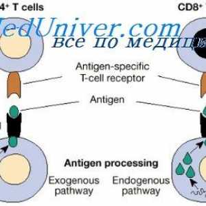 Celule ale sistemului imunitar Caracteristici de cooperare. anticorp factor umoral