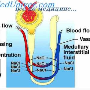 Reglementarea volumului de fluid interstițial. Distribuția fluidului interstițial