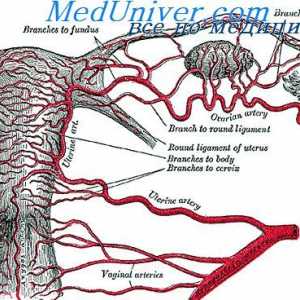 Vasodilatator endoteliului. reglementarea pe termen lung a fluxului sanguin