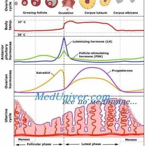 Ovulatorie a ciclului menstrual. regulament