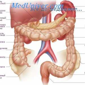 Amestecarea miscarile intestinului. circulație splanchnic