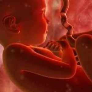 Insuficiență placentară fetale în timpul sarcinii: cauze, tratament, prevenire, semne, simptome,…
