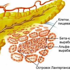 Pancreasul este un organ intern important în corpul uman