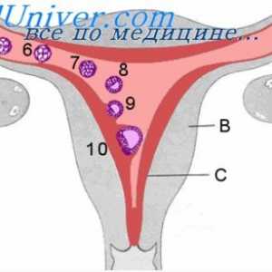 Transportul unui ovul fertilizat. Implantarea blastocistului în uter