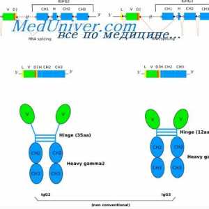 Sinteza de anticorpi complex Poliribosomny. ARN implicate în sinteza de anticorpi