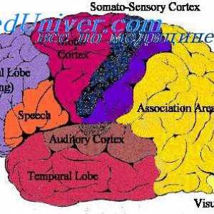 Zona de asociere prefrontal. Zona de asociere limbic