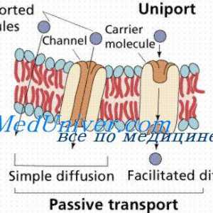 Canale de proteine ​​celulare. Mecanismul de suprimare a fasciculului de canale de proteine