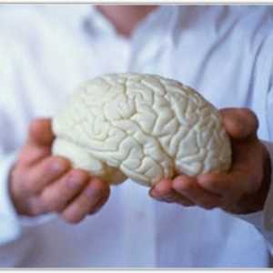 Suprafața leptomeningeala (cortical) sistem cerebral