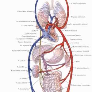 Funcțiile sistemului circulator și limfatice. sistemul circulator. Presiune venoasă centrală.