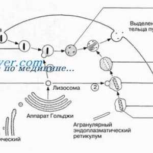 Lizozomii și peroxizomi. mitocondriile celulare