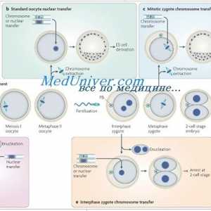 Foliculogeneza timpurie. factori de transcripție și în zona pellucida