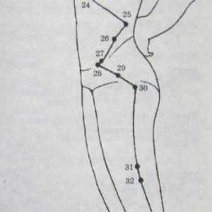 Amplasarea și anatomie a punctelor corpului pentru aromaterapie. Meridian a vezicii biliare