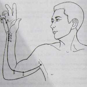 Amplasarea și anatomie a punctelor corpului pentru aromaterapie. inima Meridian