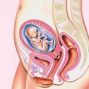 Amplasarea organelor interne în timpul sarcinii