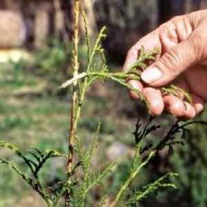 Reproducerea arborvitae, butași, semințe