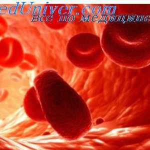 Eritrocite. Structura și compoziția celulelor roșii din sânge