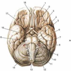 Dezvoltarea și principiile structurii nervilor cranieni