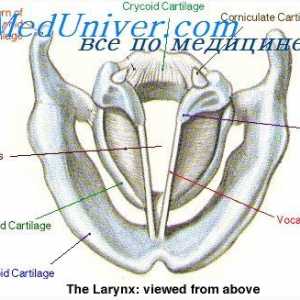 Anatomia laringelui. Membrana elastică a laringelui
