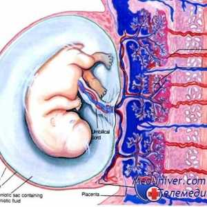 Dezvoltarea placentei. Angiogeneza și vascularizării