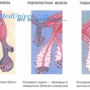 Dezvoltarea glandelor salivare ale embrionului. pancreas fetal