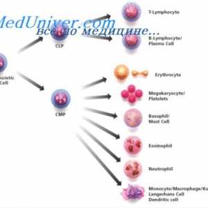 Regulamentul de proliferare a celulelor stem. Proprietățile celulelor stem
