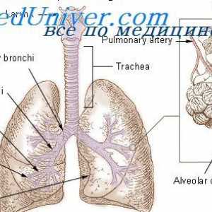 Reglementarea actului respirator de inhalare. Influența aparatelor de respirație