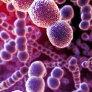 Rickettsia și rikketsiopodobnye microorganisme: specii, boli, patogeni