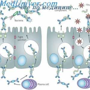Secreția de imunoglobuline. Etapele secretiei de anticorpi