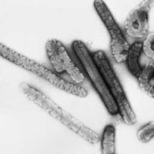 Familie de arbovirusuri, arenaviruses și Filovirusii