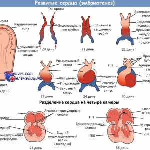 Sistemul cardiovascular al embrionului. Dezvoltarea inimii fetale