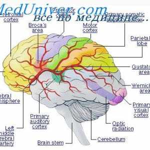Creier fetale spate. Formarea partea din spate a creierului fetale