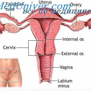 Fiziologia organelor genitale feminine. Sistemul hormonal pentru femei
