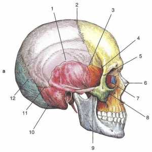 Conexiuni ale oaselor craniului