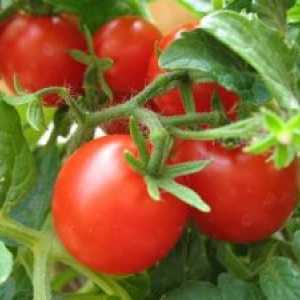 Soiuri de tomate pentru cultivare