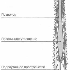 Măduva spinării