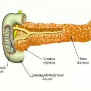 Structura și localizarea pancreasului