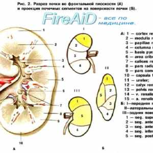 Renale Structura (rinichi). alimentare cu sânge renal. vaselor renale (renale)