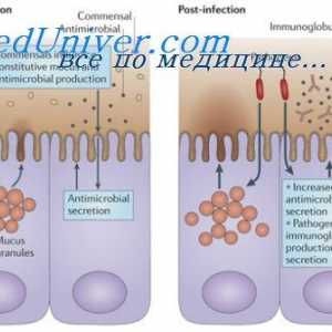 Structura imunoglobulinele membranei. Originea anticorpilor de suprafață