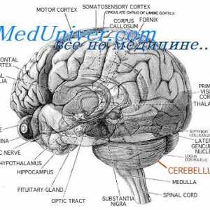 Structura cerebelului. funcţia cerebeloasa