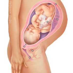 Săptămâna cea mai crucială a sarcinii: 24-lea, al 25-lea și 26-lea. sănătatea și dezvoltarea…