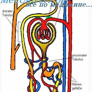 Boli de rinichi. insuficiență renală acută