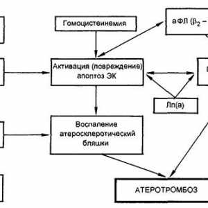 Comunicarea dintre sinteza sindrom antifosfolipidic si apoptoza